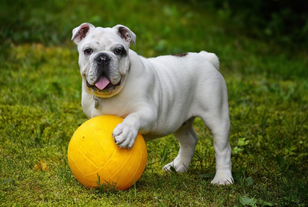 A nice dog is playing with a ball in the grass