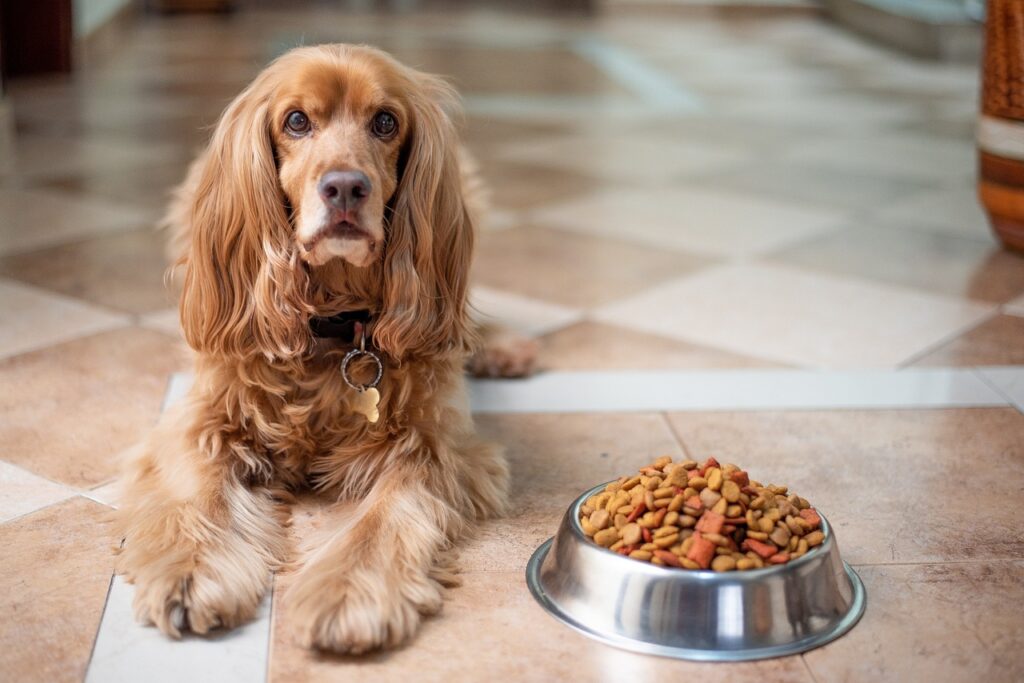 The dog is sitting next to the food bowl.