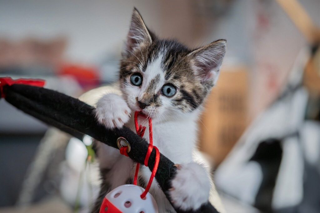 A cute little kitten in the apartment as a pet