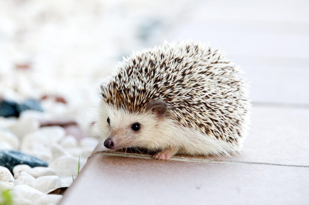 hedgehog as pet animal image