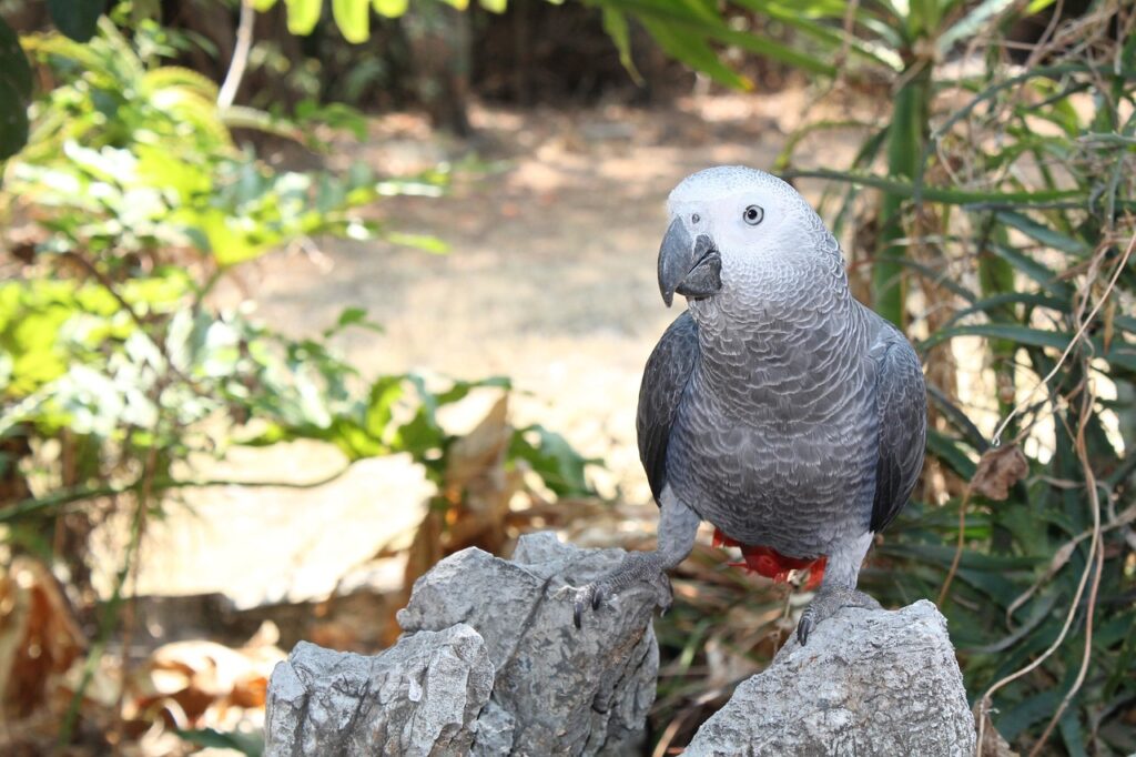 african parrots image