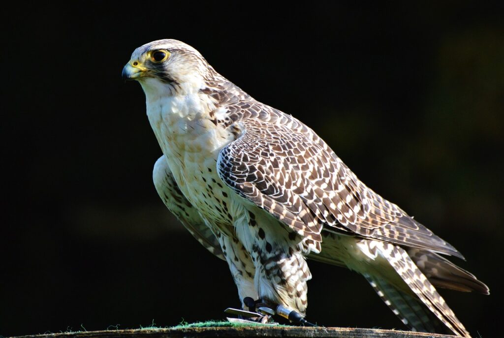 peregrine falcon image