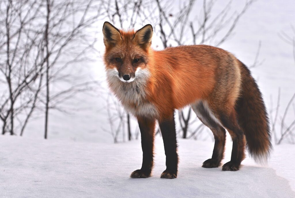 A fox in the forest stands on the snow