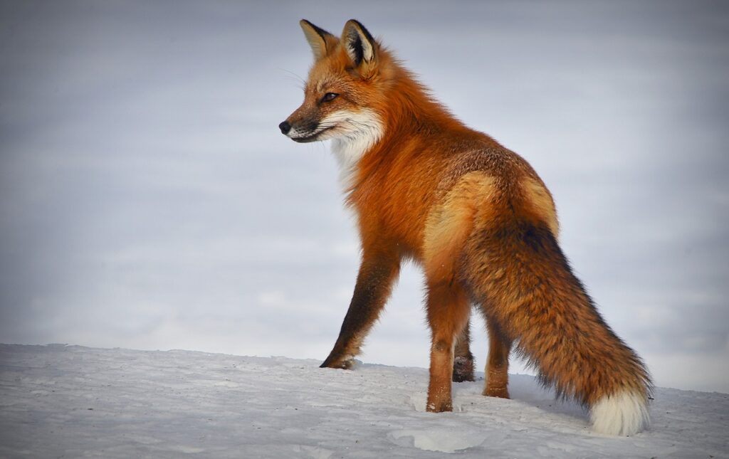 A fox in the forest stands on the snow