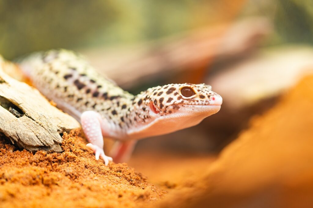 leopard gecko image