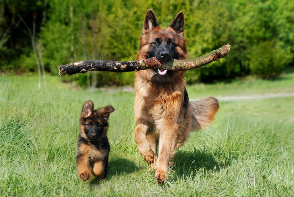 German Shepherd running with a branch in his mouth and a puppy of the same breed running next to him