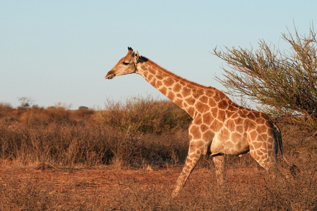 a giraffe walks in the savannah