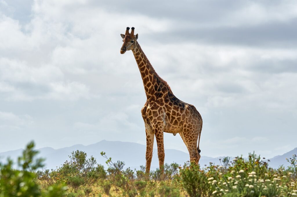 giraffe stands in nature