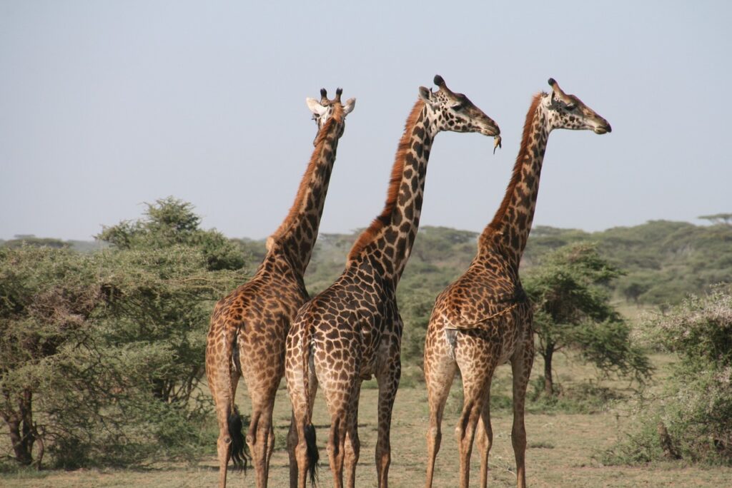 giraffes-africa's-wildlife