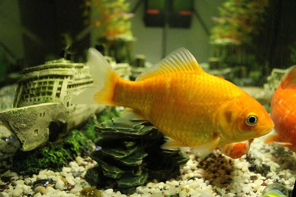 goldfish in aquarium