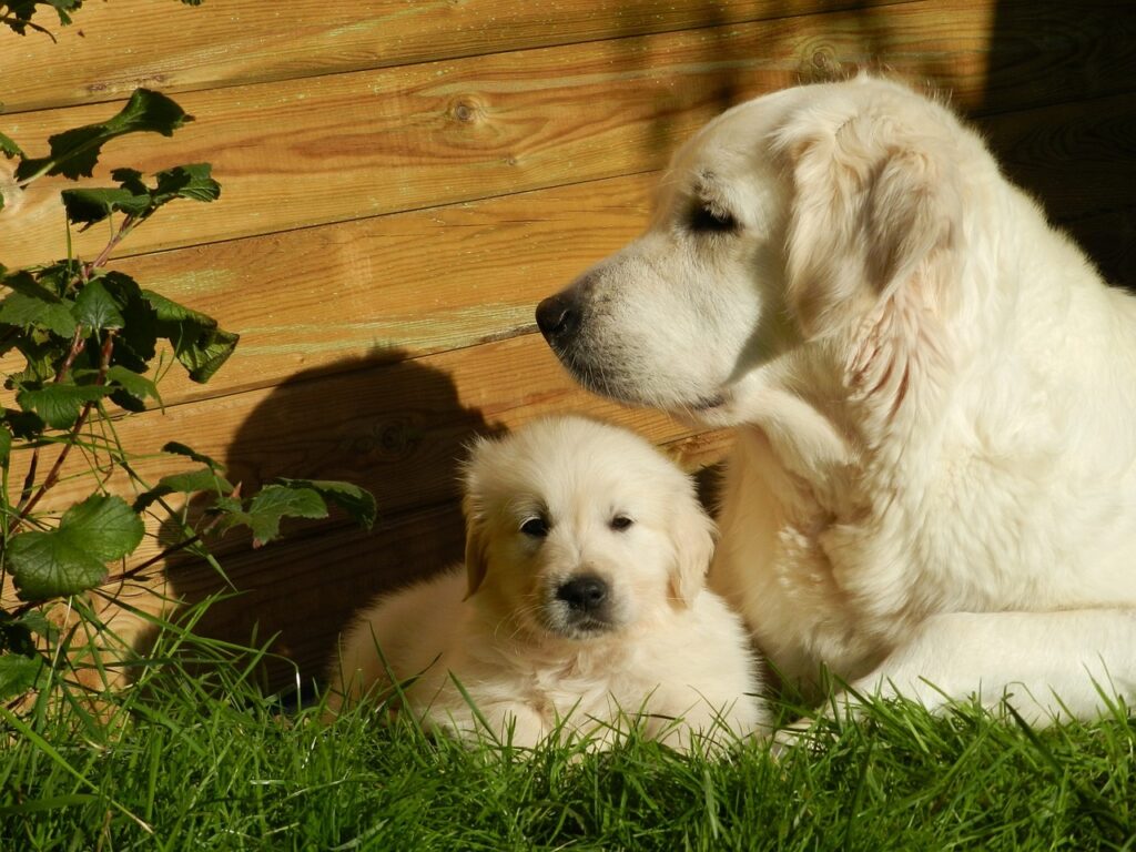 A mother golden retriever and her puppy sitting closely together, showing a loving bond.