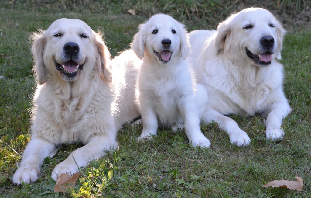 A family of three golden retriever dogs with golden coats, sitting together on a white background