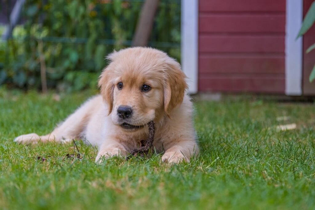 A small golden retriever puppy lying in the grass, enjoying the outdoors