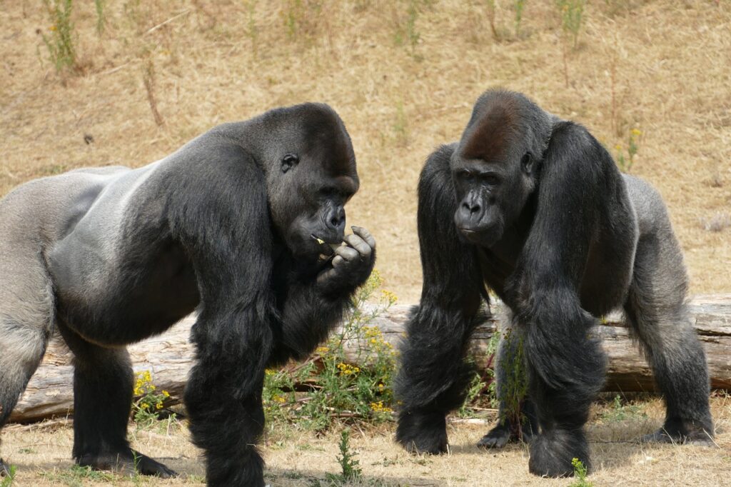 gorillas