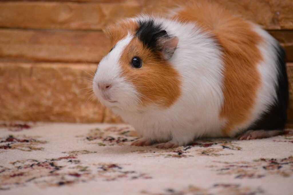 guinea pig image