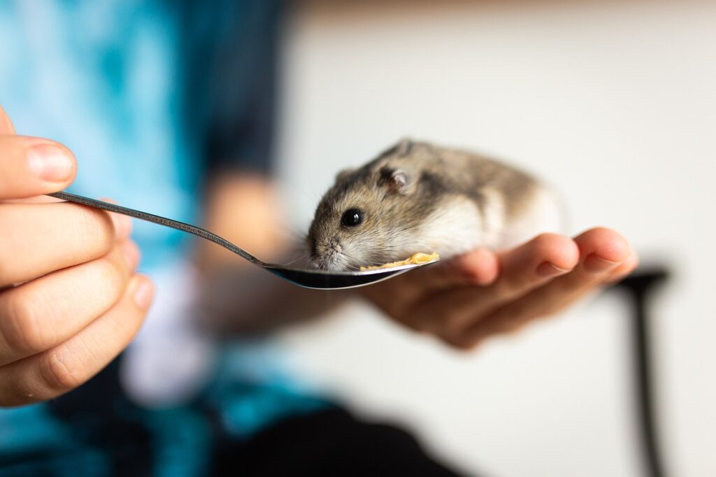 hamster eats with a spoon