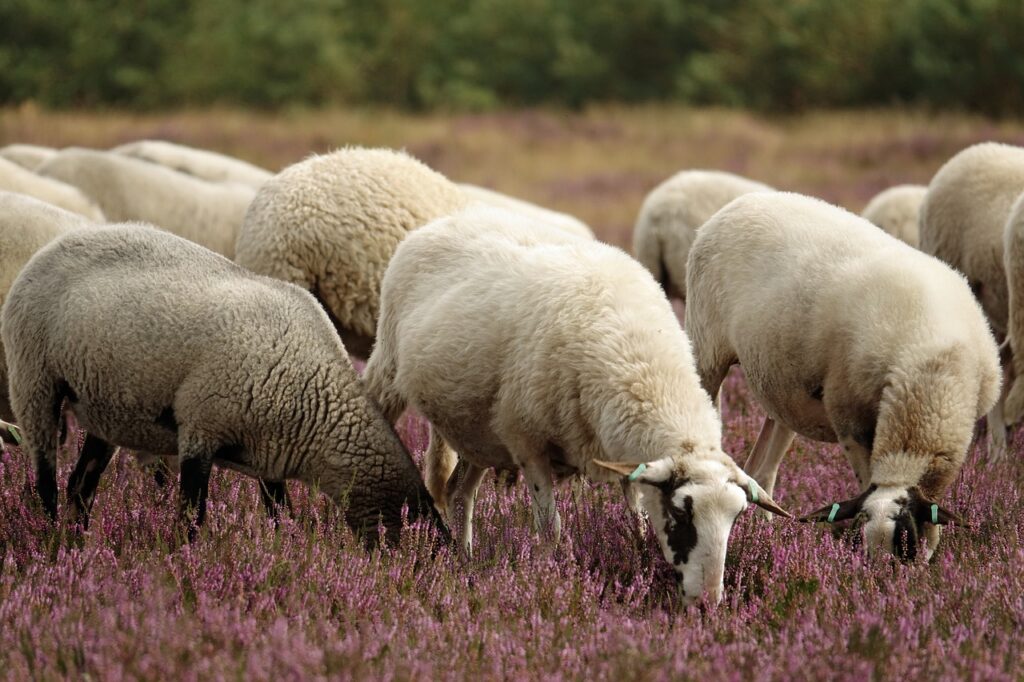 photo of a flock of sheep feeding on grass in nature