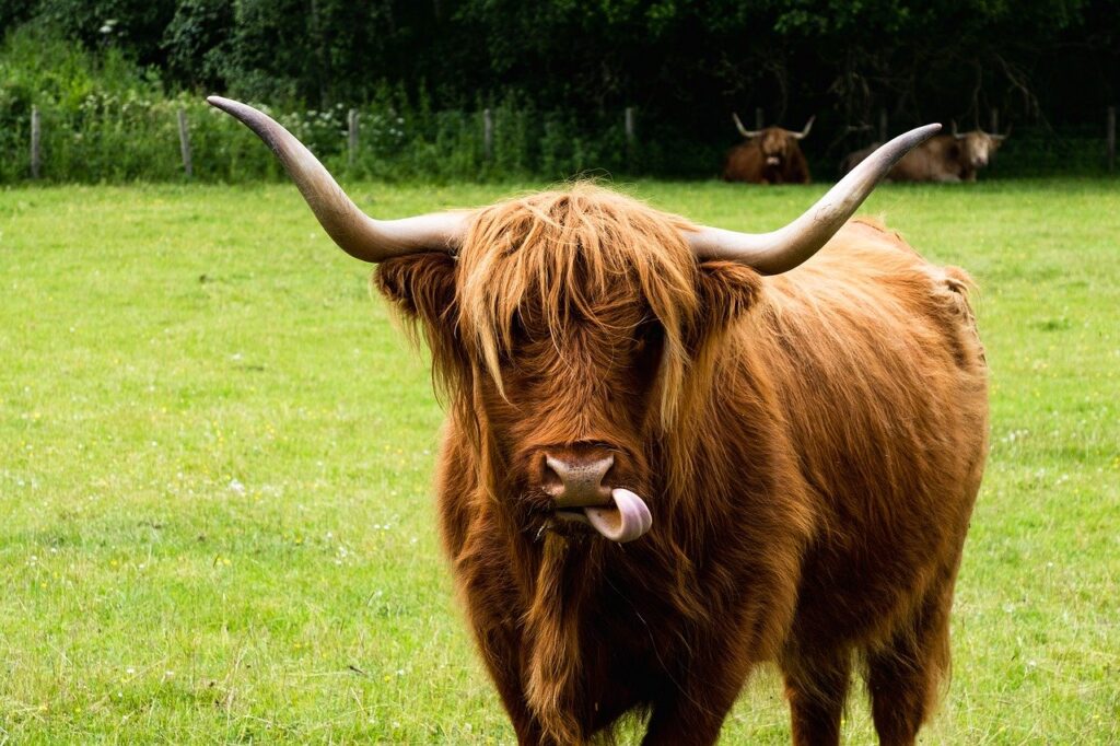 highland cow image