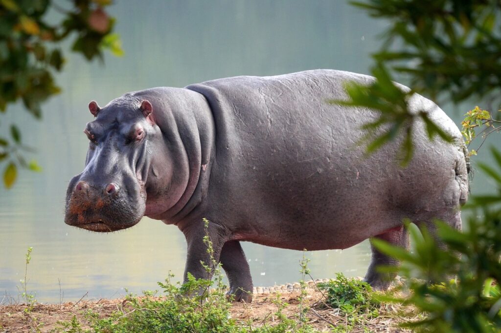 hippo