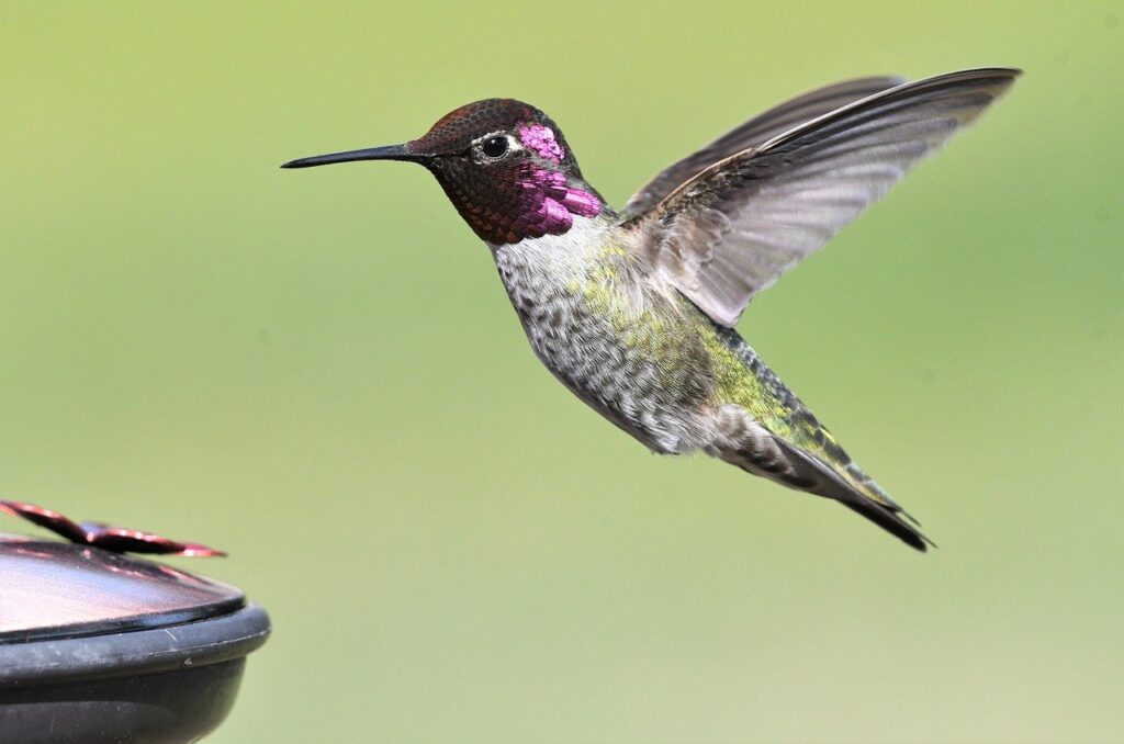 hummingbird image