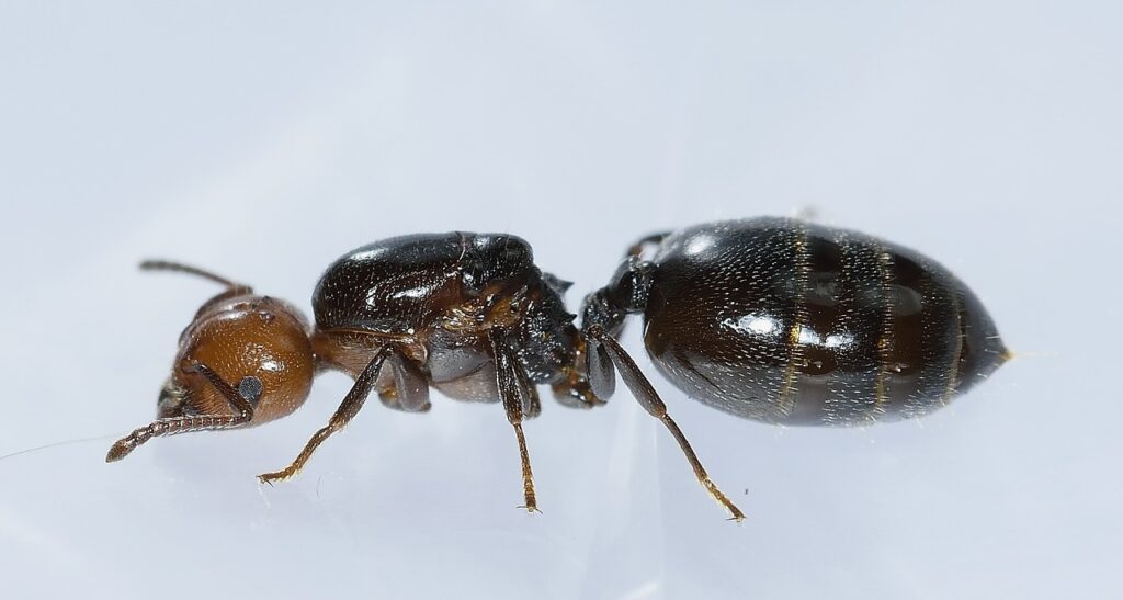 trap jaw ant image