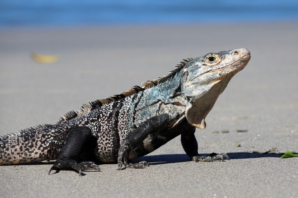 iguana reptile image