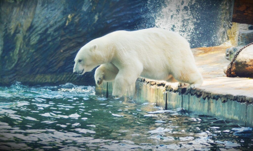 Polar bear jumping in the lake