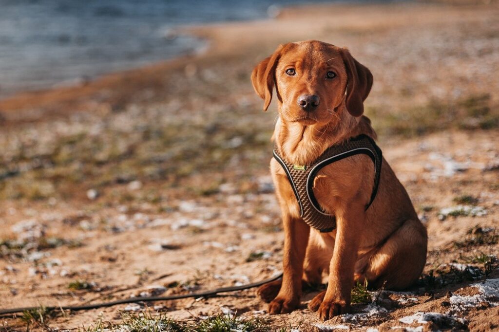 Small Labrador dog sitting in nature