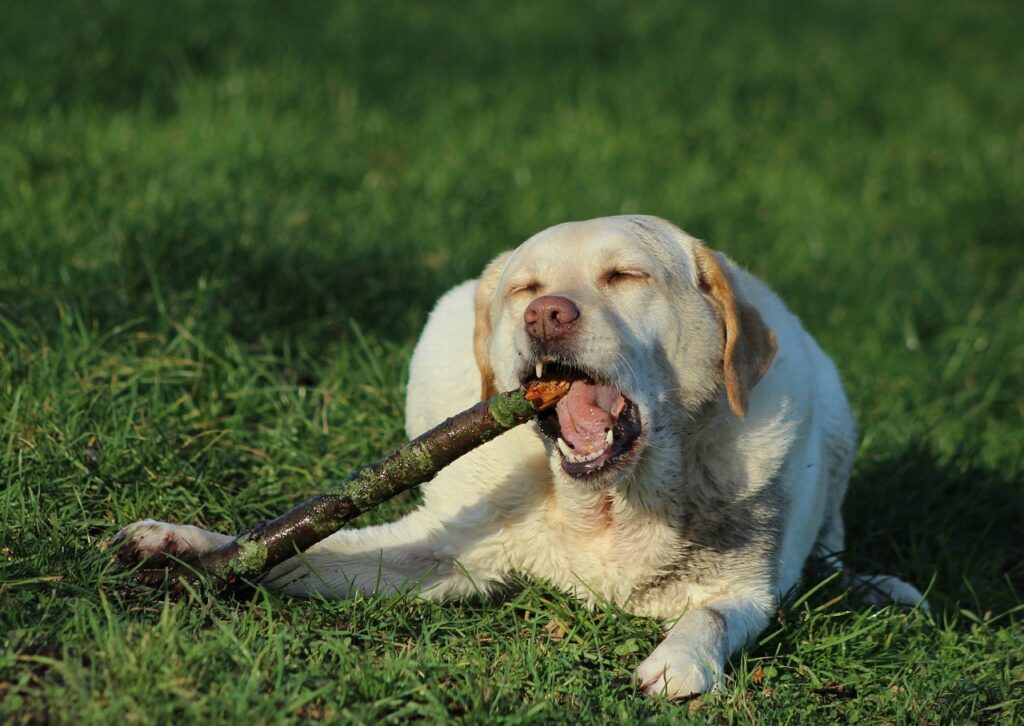 Labrador sitting and playing with a tree branch