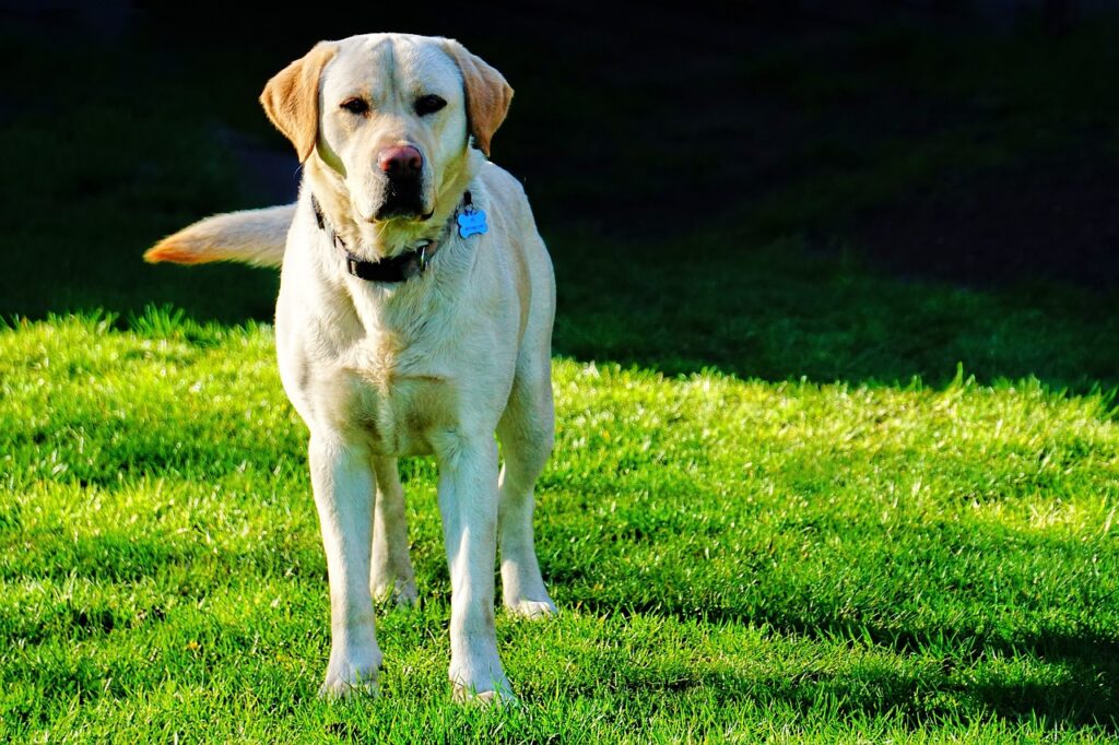 Labrador standing in a field with green grass