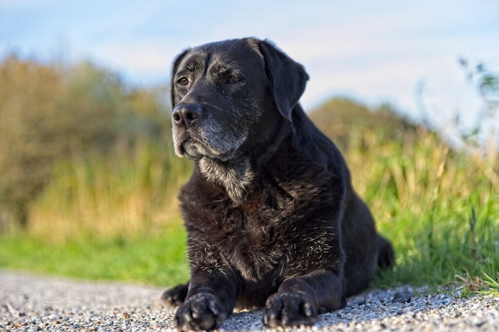 Senior Labrador dog sits calmly and looks into the horizon