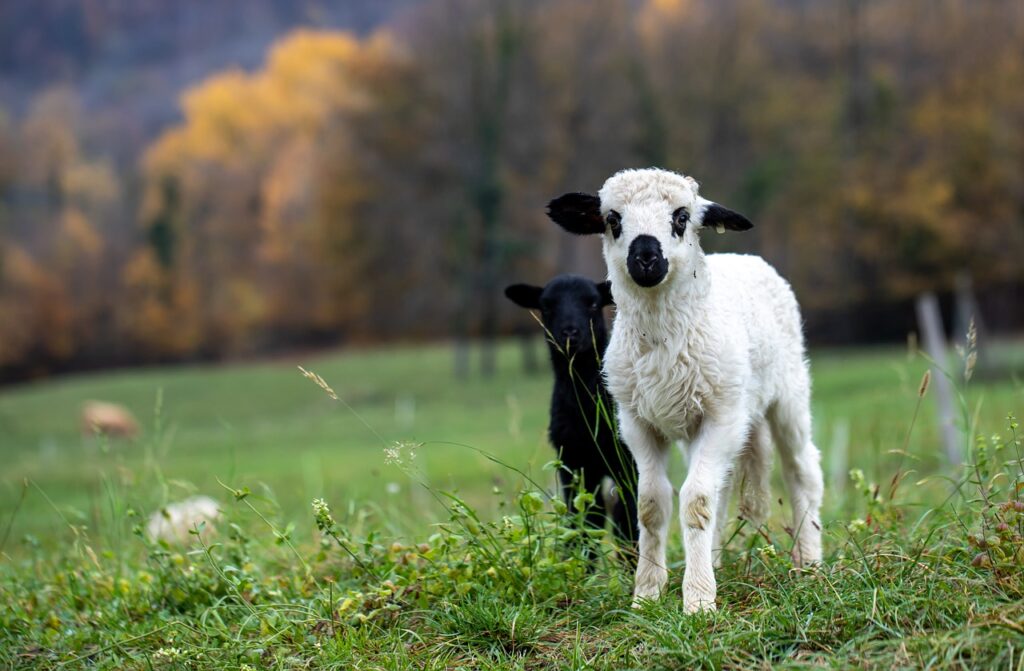 young lambs in nature