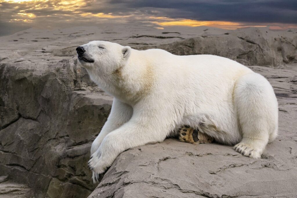 Polar bear lying down in nature