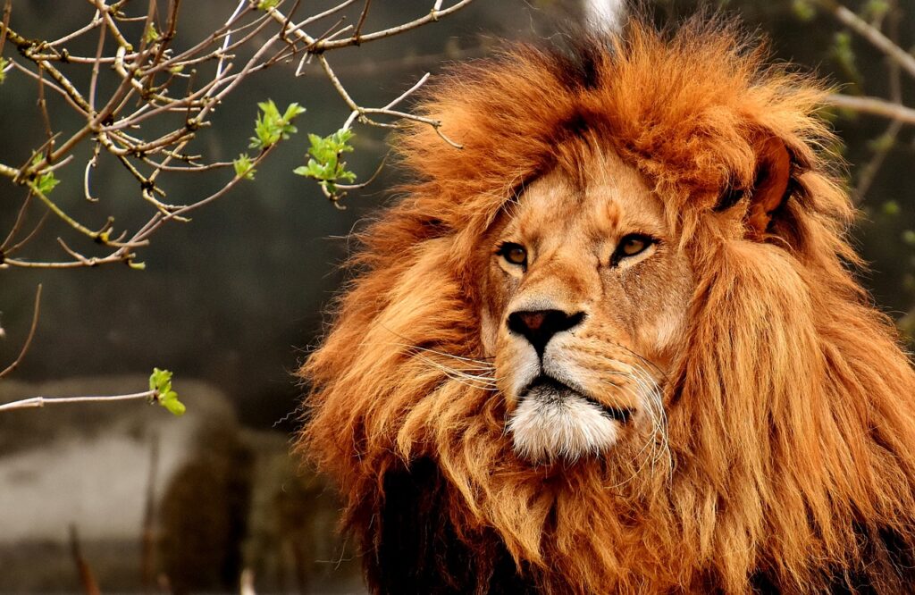 a senior lion with a lush mane sits in the jungle vegetation