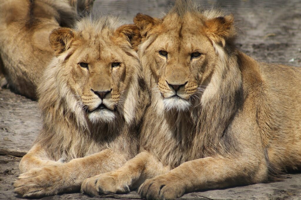 lions-africa's-wildlife