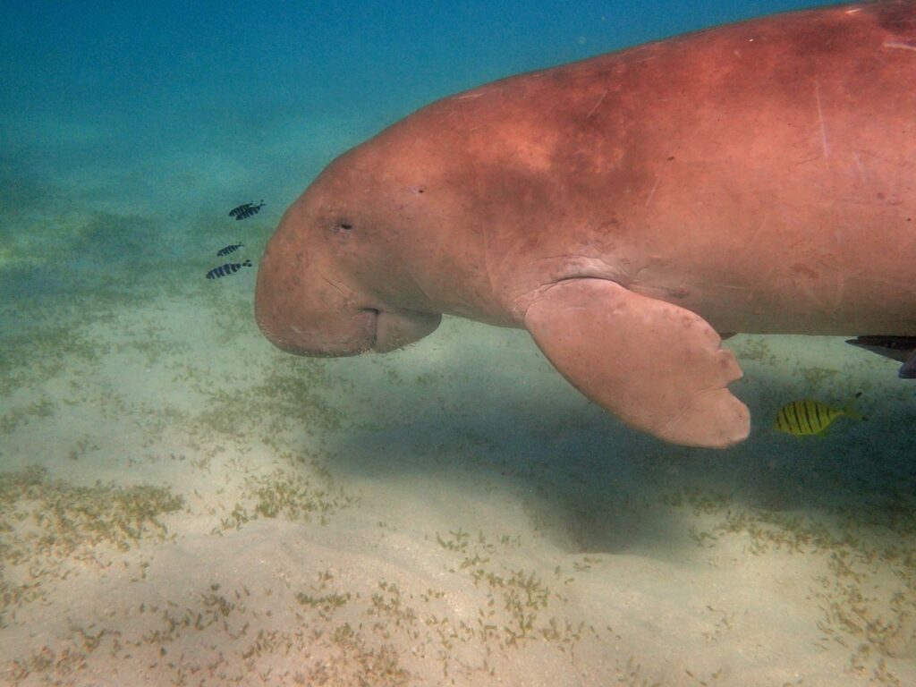 manatee 1