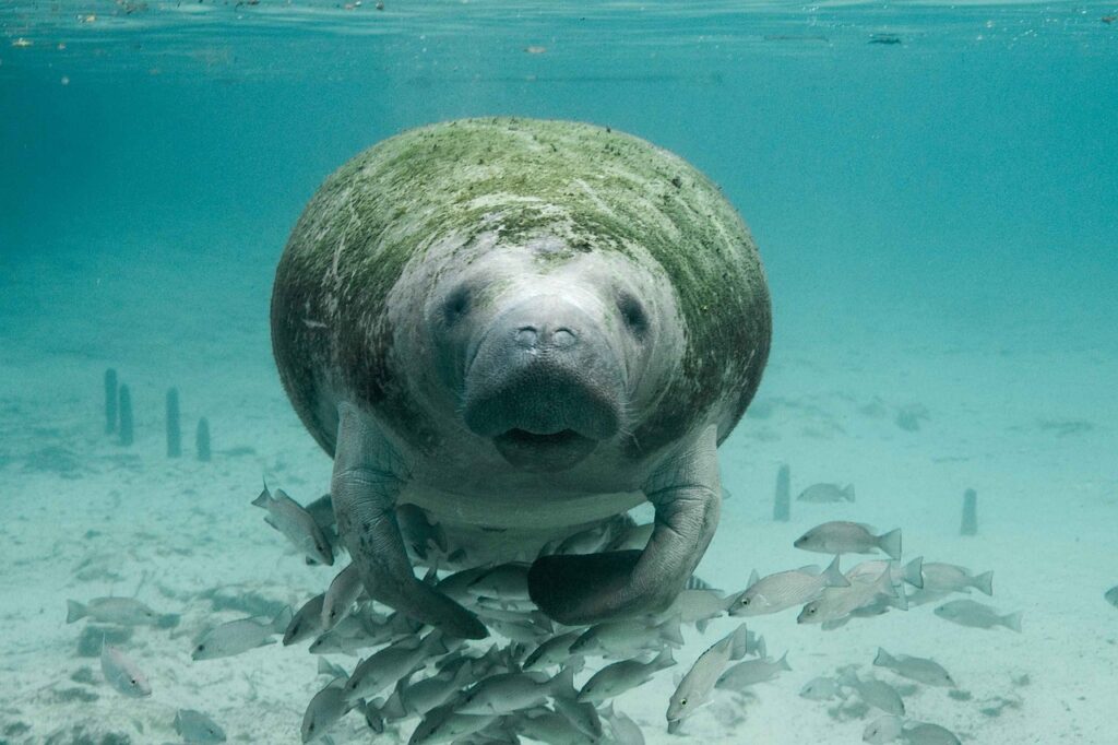 manatee 2