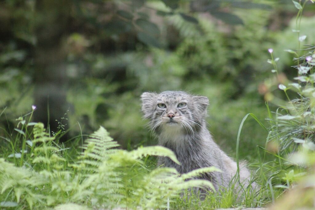 Pallas’s Cat in nature