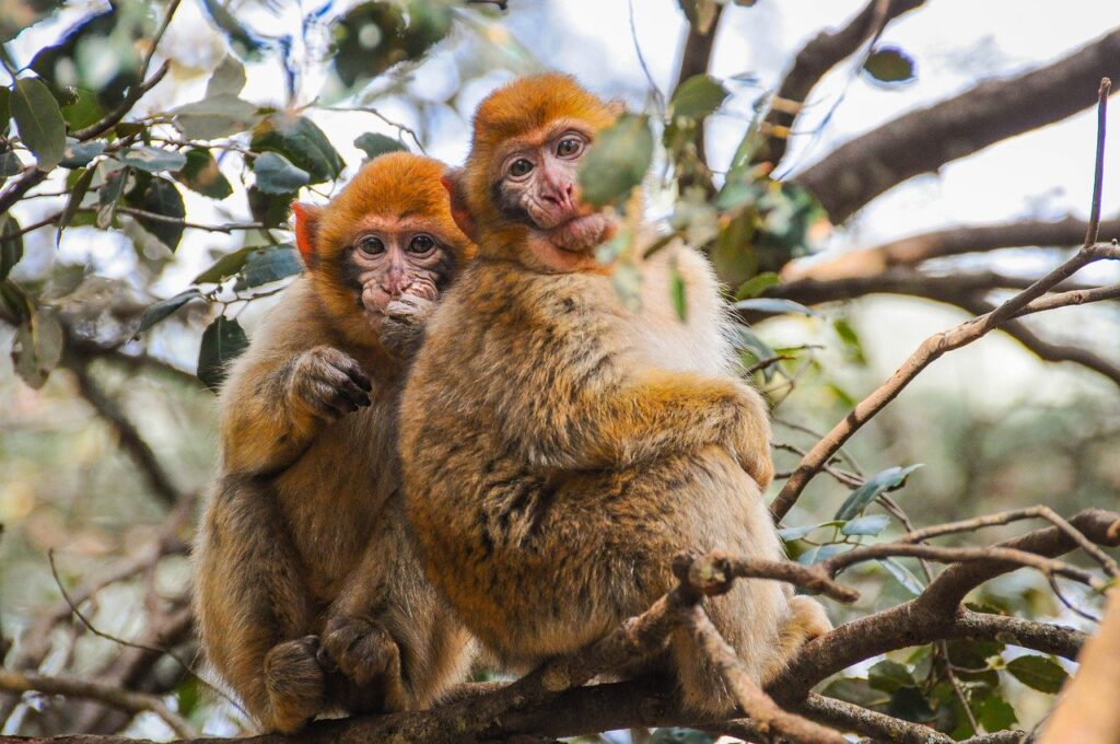 monkeys-africa's-wildlife