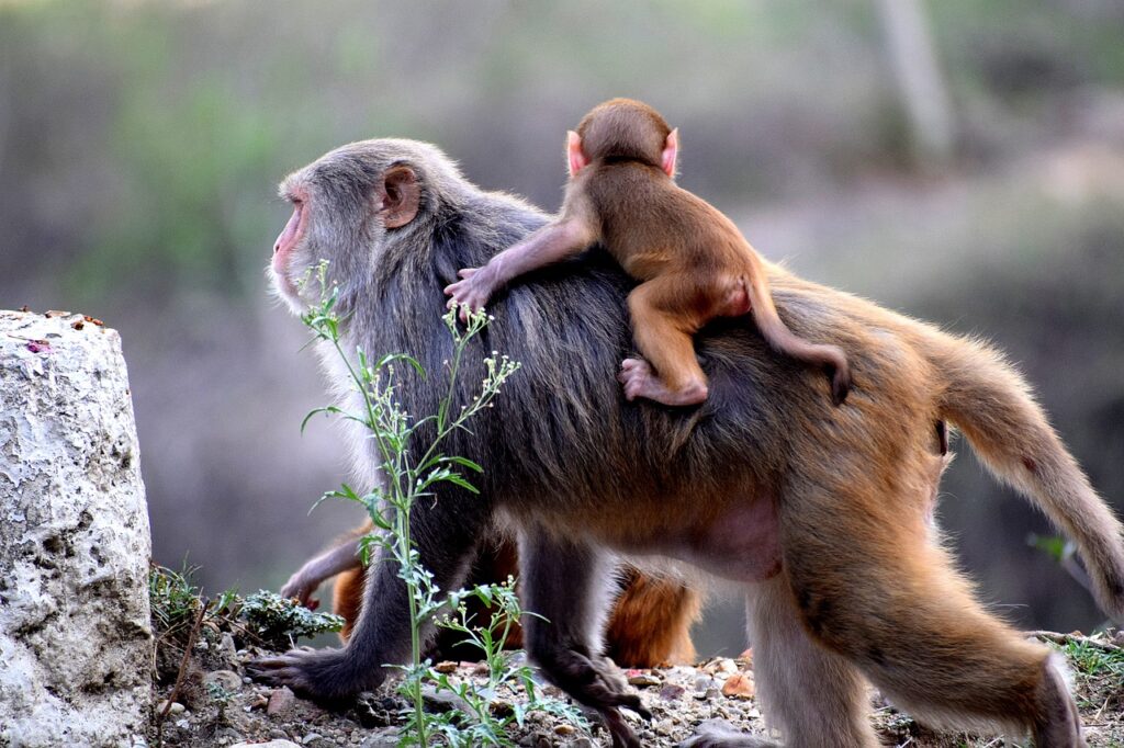 monkeys mother and baby