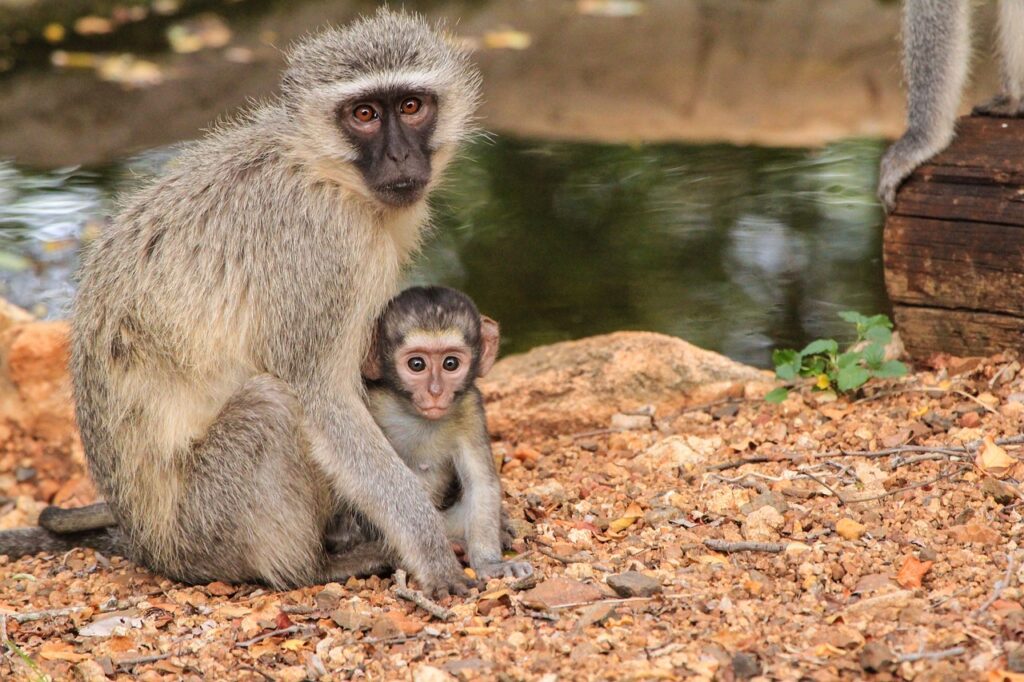 Mother and baby Hanuman monkeys posing for a photo