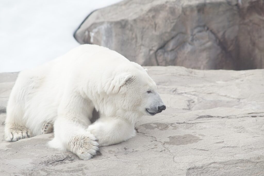 Polar bear in nature