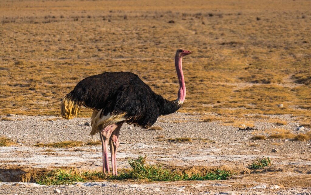 ostrich