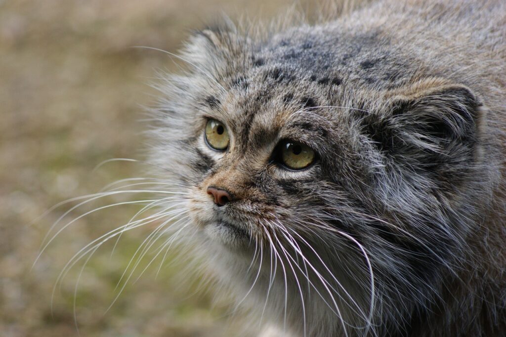 Pallas’s Cat look in horizon