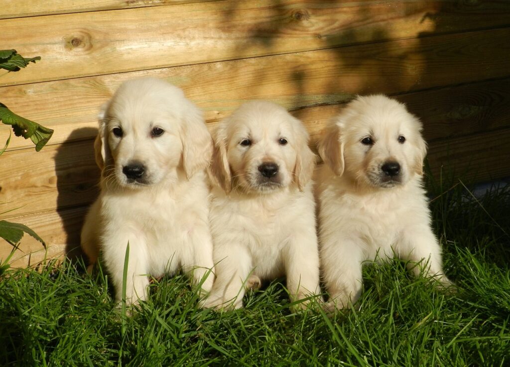 Three tiny golden retriever puppies sitting together, showcasing their adorable and fluffy appearance