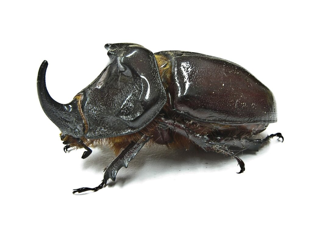 rhinocero beetle image 