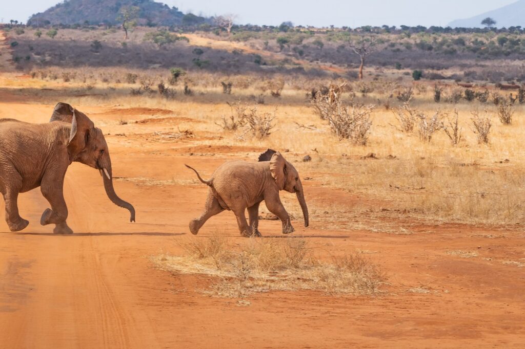 A mother elephant runs after her baby elephant in the savannah.