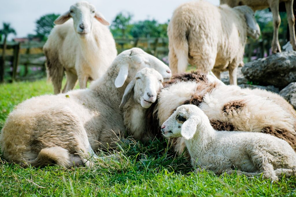 sheep very close together in the grass