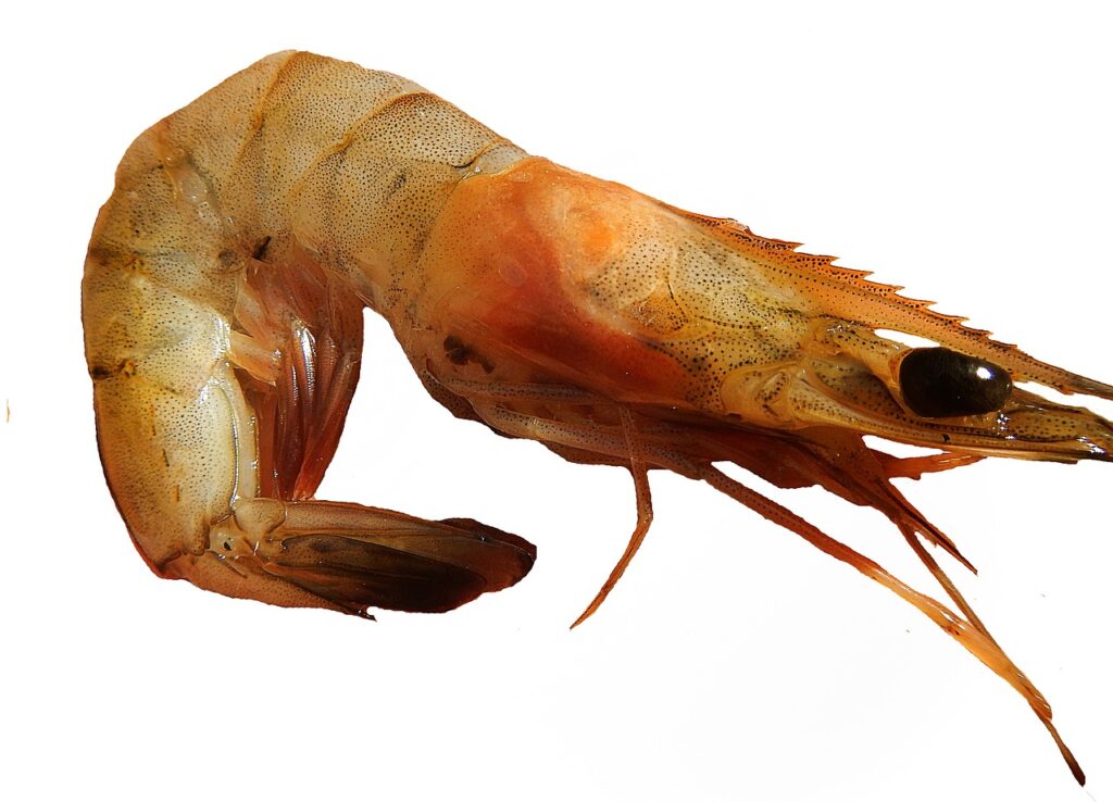 shrimp image