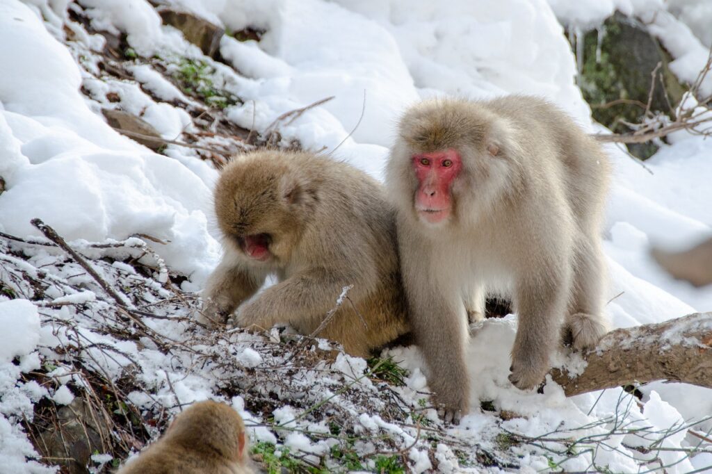 snow monkeys